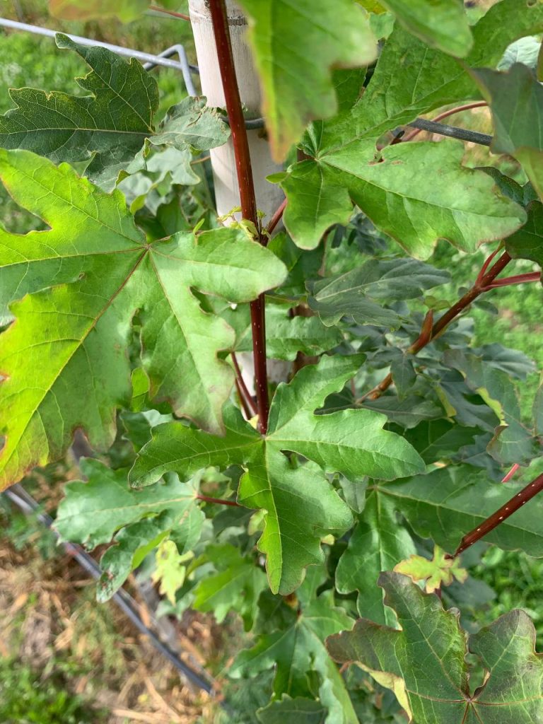 Клён полевой 'Хуиберс Элегант' – Acer campestre 'Huibers Elegant'