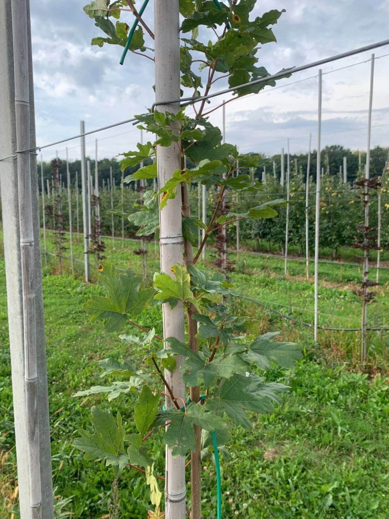 Клён полевой 'Хуиберс Элегант' – Acer campestre 'Huibers Elegant'