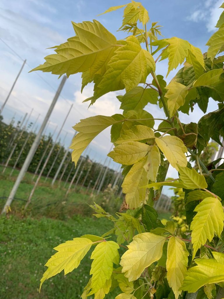 Клён ясенелистный 'Келлис Голд' – Acer negundo 'Kelly's Gold'