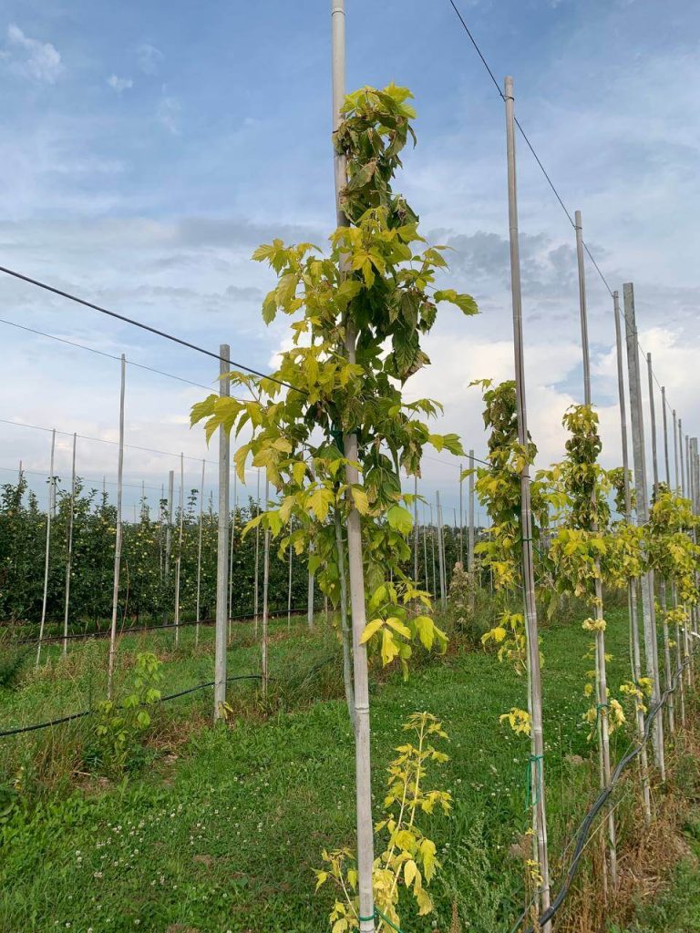 Клён ясенелистный 'Келлис Голд' – Acer negundo 'Kelly's Gold'