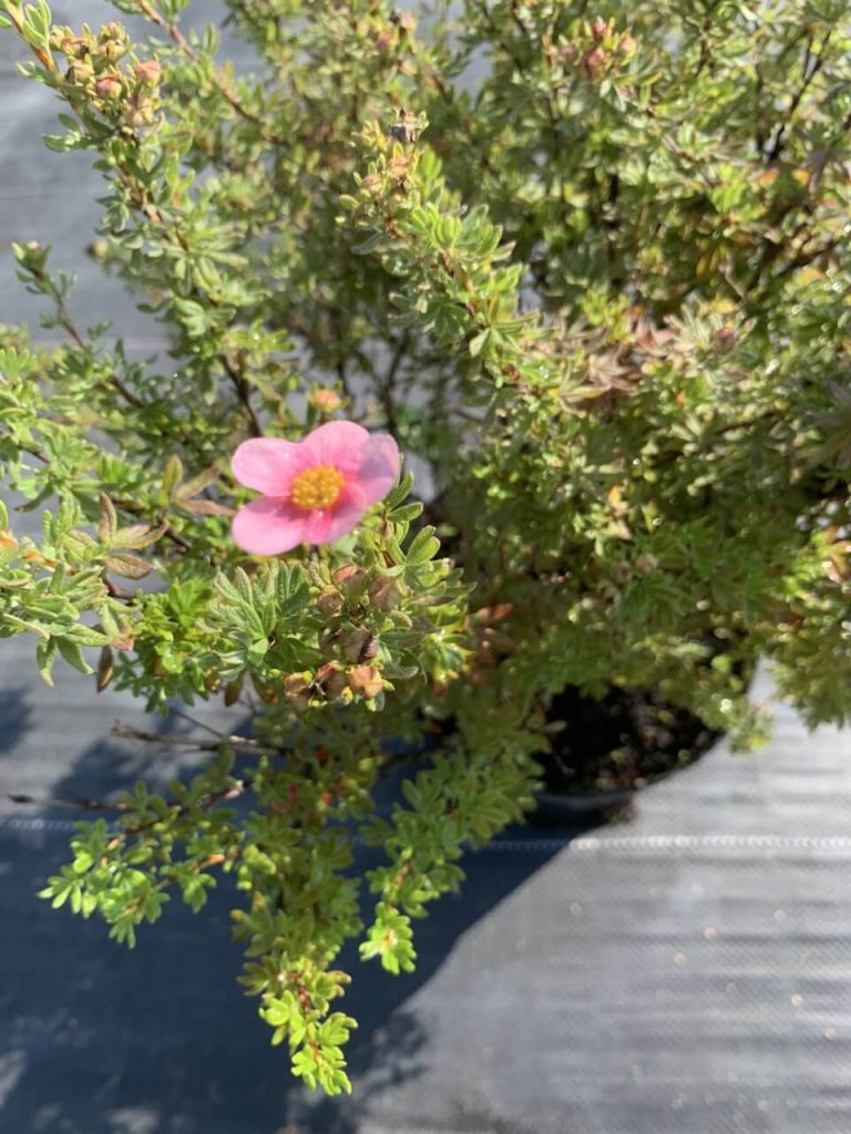 Лапчатка кустарниковая 'Белла Роса' – Potentilla f. 'Bella Rosa’pbr'