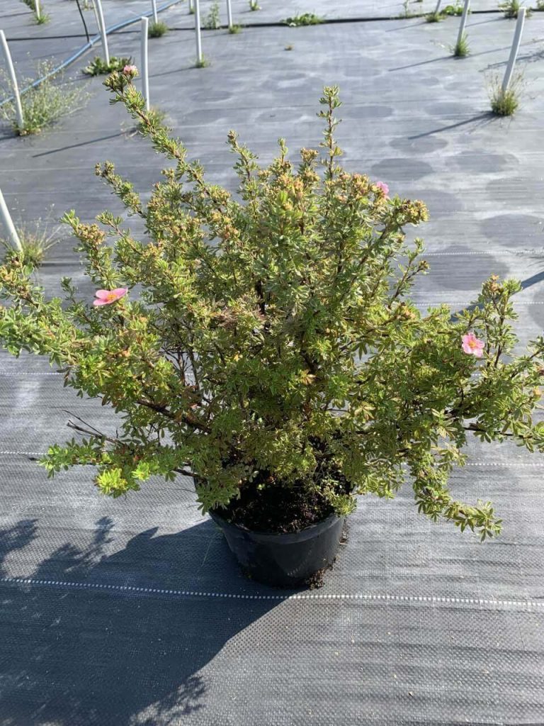 Лапчатка кустарниковая 'Белла Роса' – Potentilla f. 'Bella Rosa’pbr'