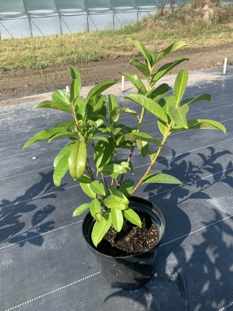 Лавровишня 'Новита' – Prunus l. 'Novita'