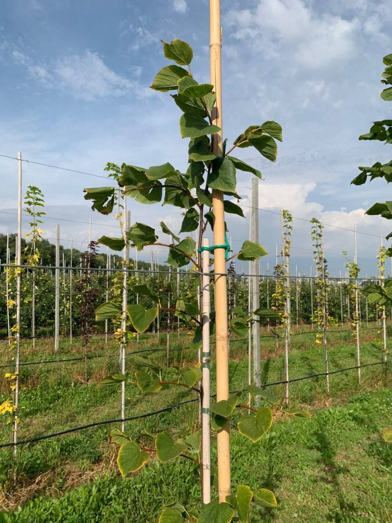 Липа европейская 'Паллида' – Tilia europaea 'Pallida'