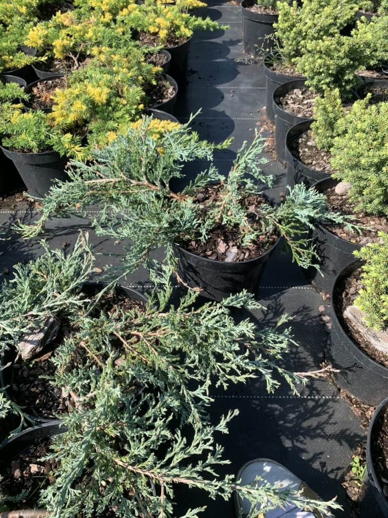 Можжевельник горизонтальный 'Гласье' ('Гласиер') – Juniperus horizontalis 'Glacier'
