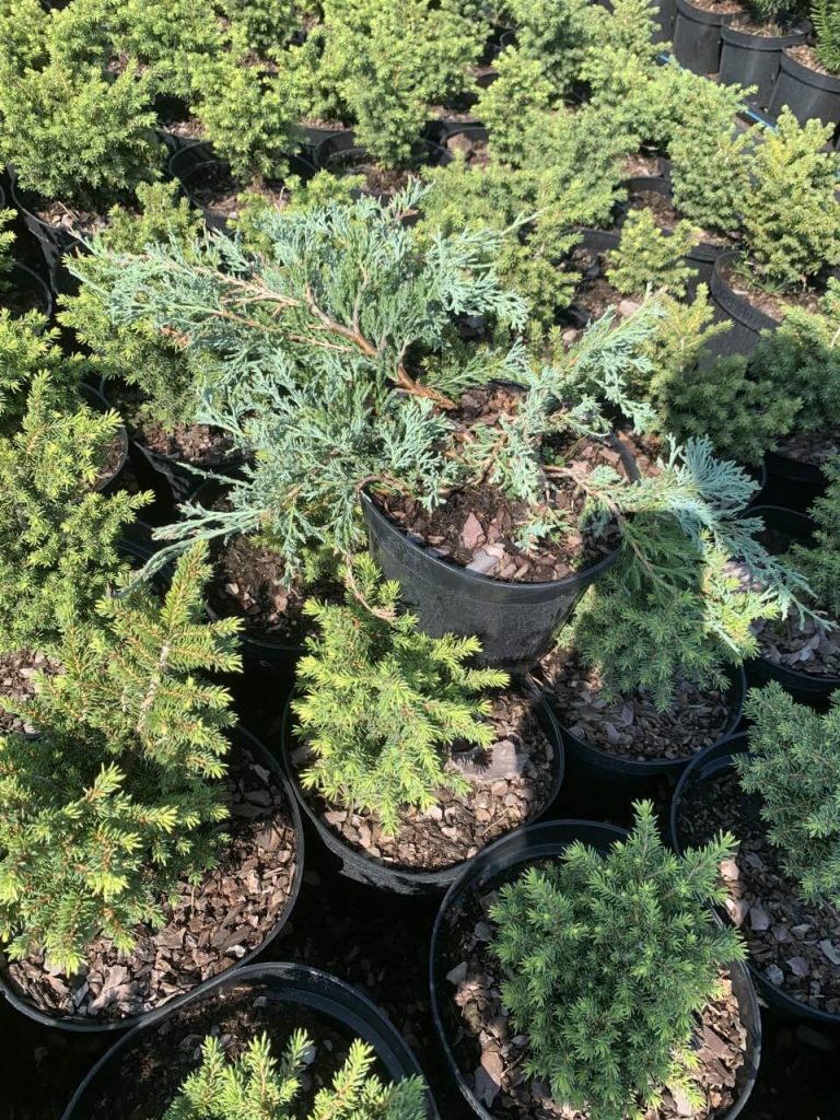 Можжевельник горизонтальный 'Гласье' ('Гласиер') – Juniperus horizontalis 'Glacier'