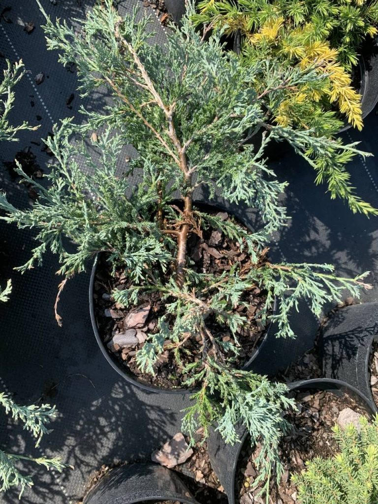Можжевельник горизонтальный 'Гласье' ('Гласиер') – Juniperus horizontalis 'Glacier'