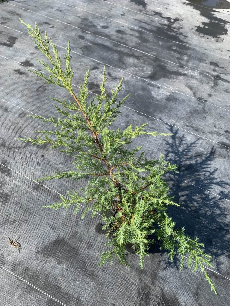 Можжевельник Пфитцера 'Компакта' – Juniperus pfitzeriana 'Compacta'