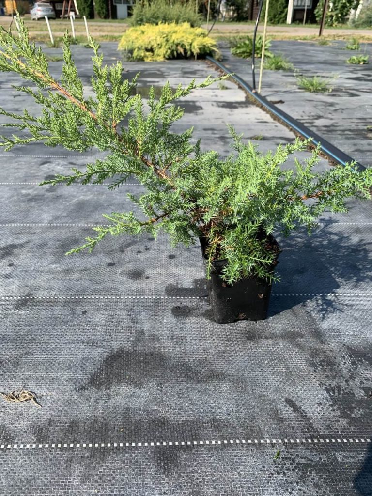 Можжевельник Пфитцера 'Компакта' – Juniperus pfitzeriana 'Compacta'