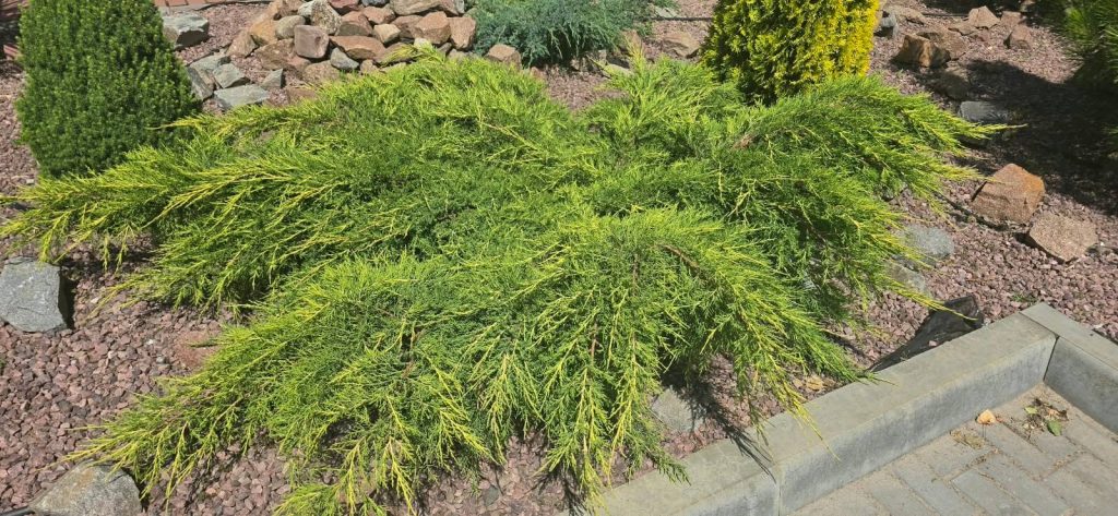 Можжевельник средний 'Олд Голд' – Juniperus × pfitzeriana 'Old Gold'