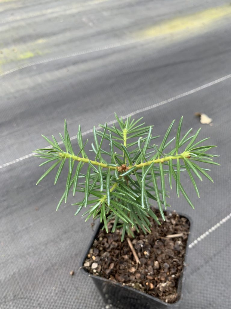 Пихта бальзамическая – Abies balsamea