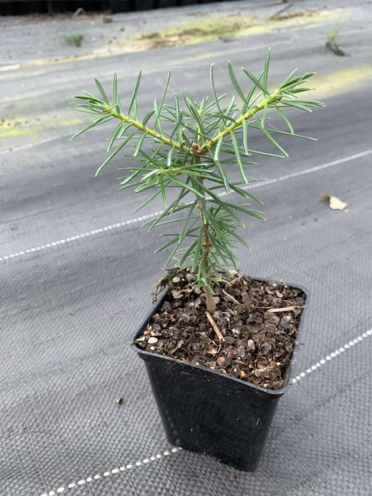 Пихта бальзамическая – Abies balsamea