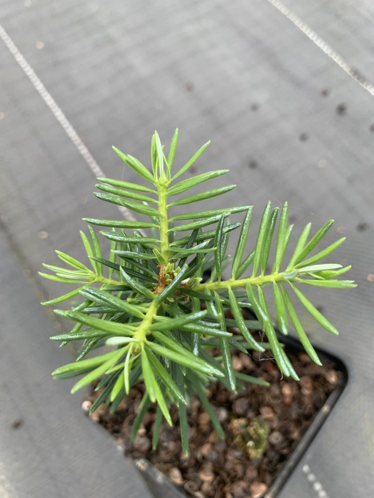 Пихта Фразера – Abies fraseri
