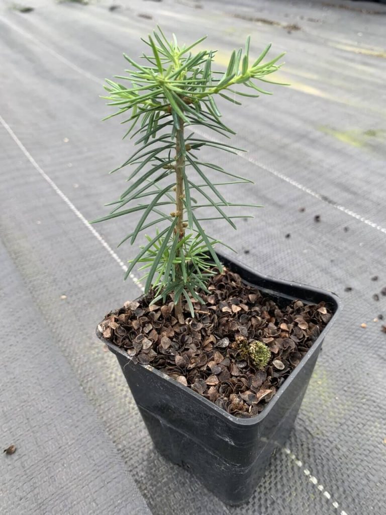 Пихта Фразера – Abies fraseri