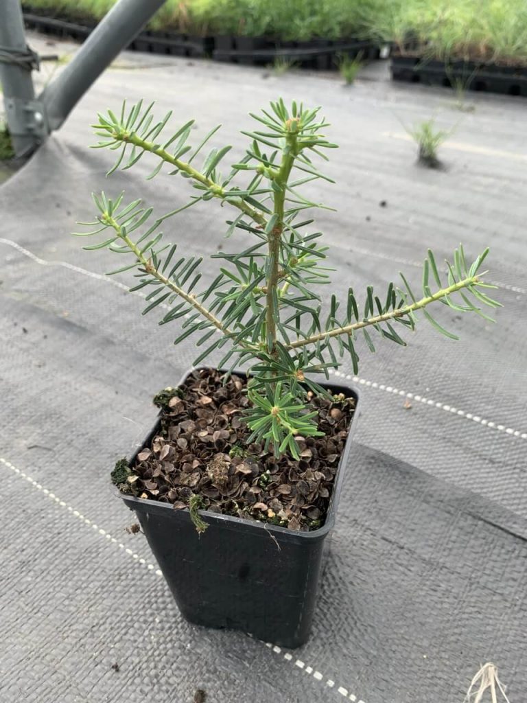 Пихта корейская – Abies koreana