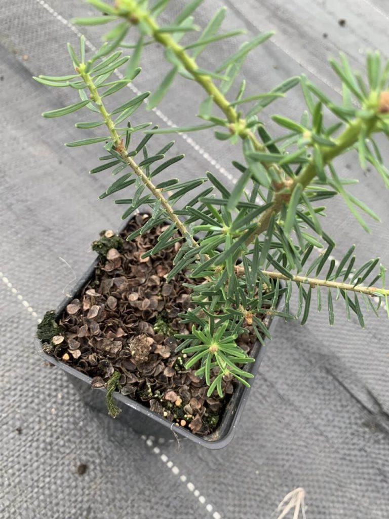 Пихта корейская – Abies koreana