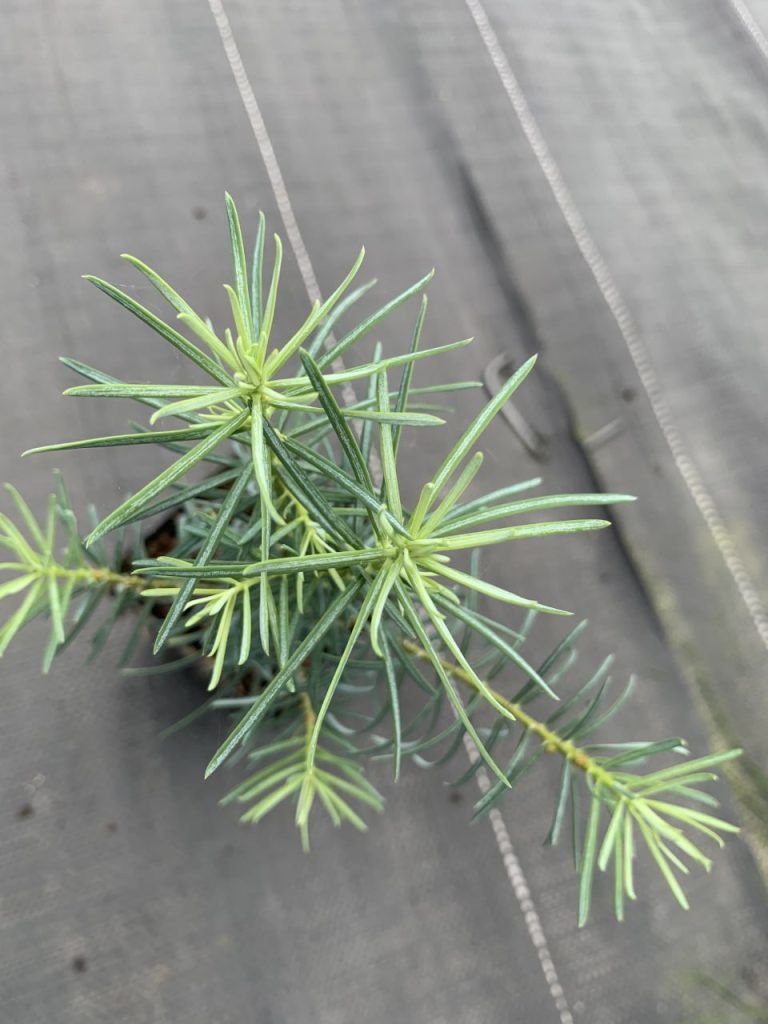Пихта одноцветная – Abies concolor