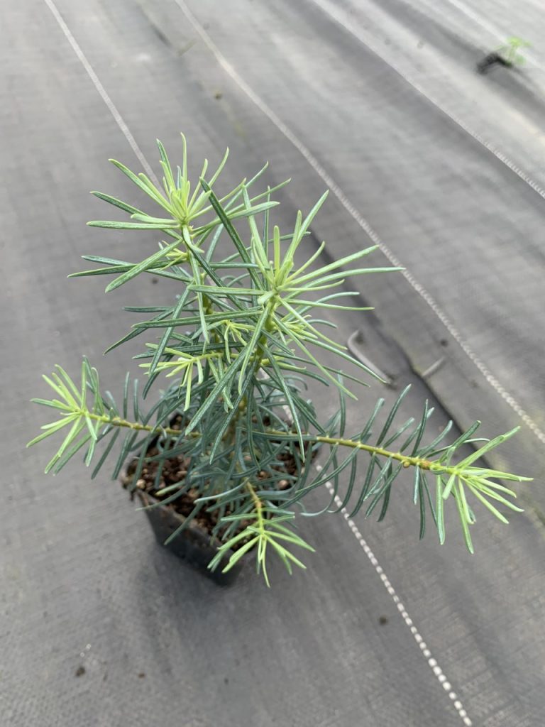 Пихта одноцветная – Abies concolor