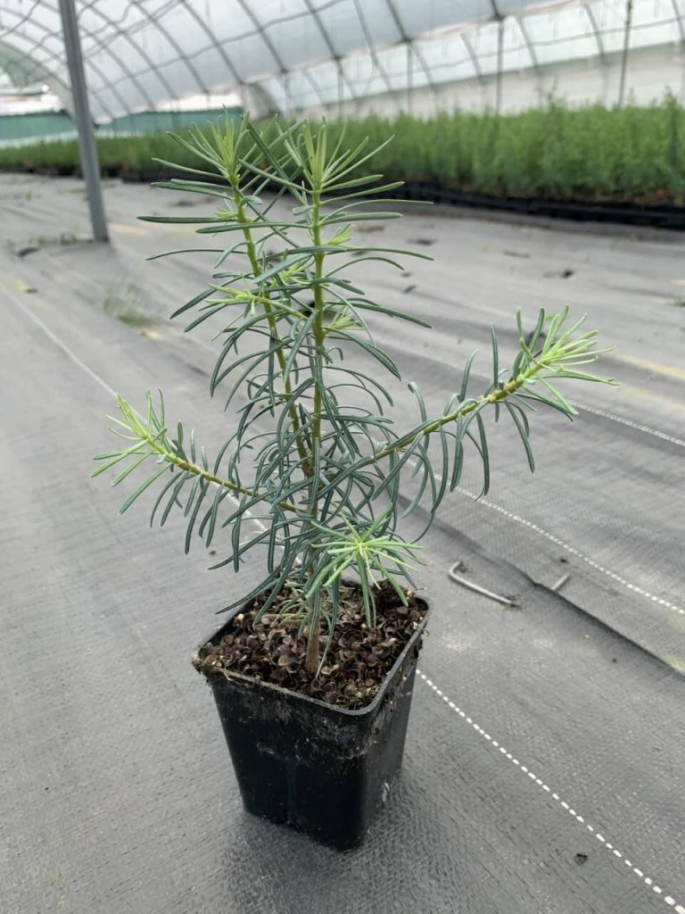 Пихта одноцветная – Abies concolor