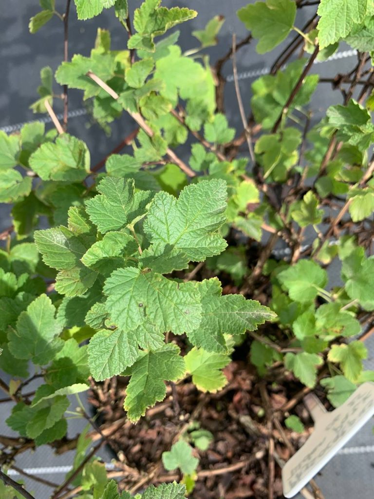 Пузыреплодник головчатый 'Тилден Парк' – Physocarpus capitatus 'Tilden Park'