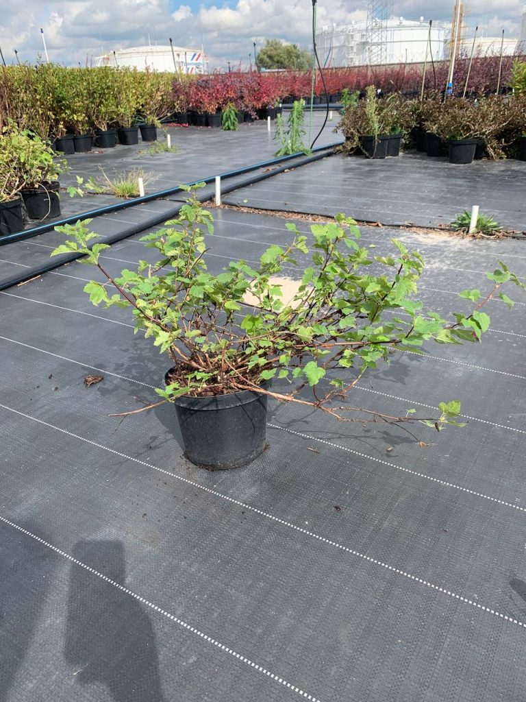Пузыреплодник головчатый 'Тилден Парк' – Physocarpus capitatus 'Tilden Park'