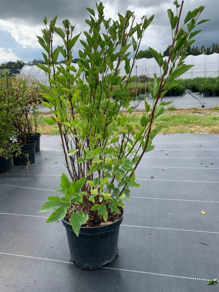 Пузыреплодник калинолистный 'Литл Гринни' – Physocarpus opulif. 'Little Greeny'