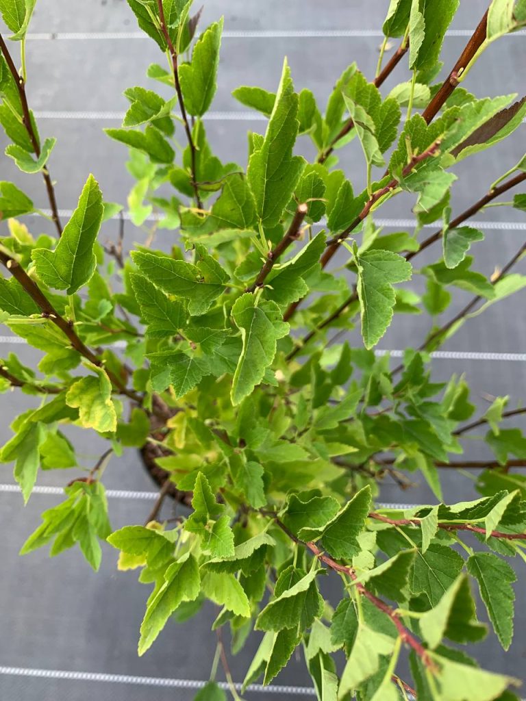 Пузыреплодник калинолистный 'Литл Гринни' – Physocarpus opulif. 'Little Greeny'