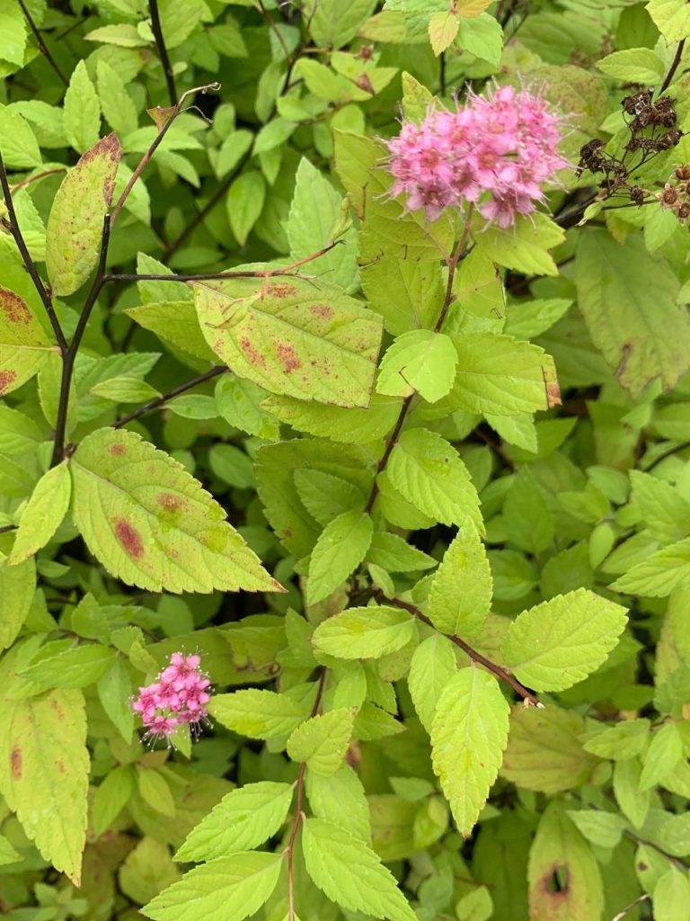 Спирея японская 'Голдмаунд' – Spiraea japonica 'Goldmound'