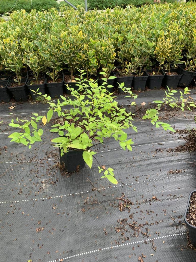 Спирея японская 'Голдмаунд' – Spiraea japonica 'Goldmound'