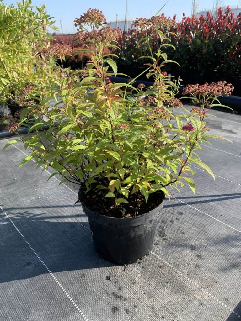 Спирея японская 'Антони Ватерер' – Spiraea japonica 'Anthony Waterer'