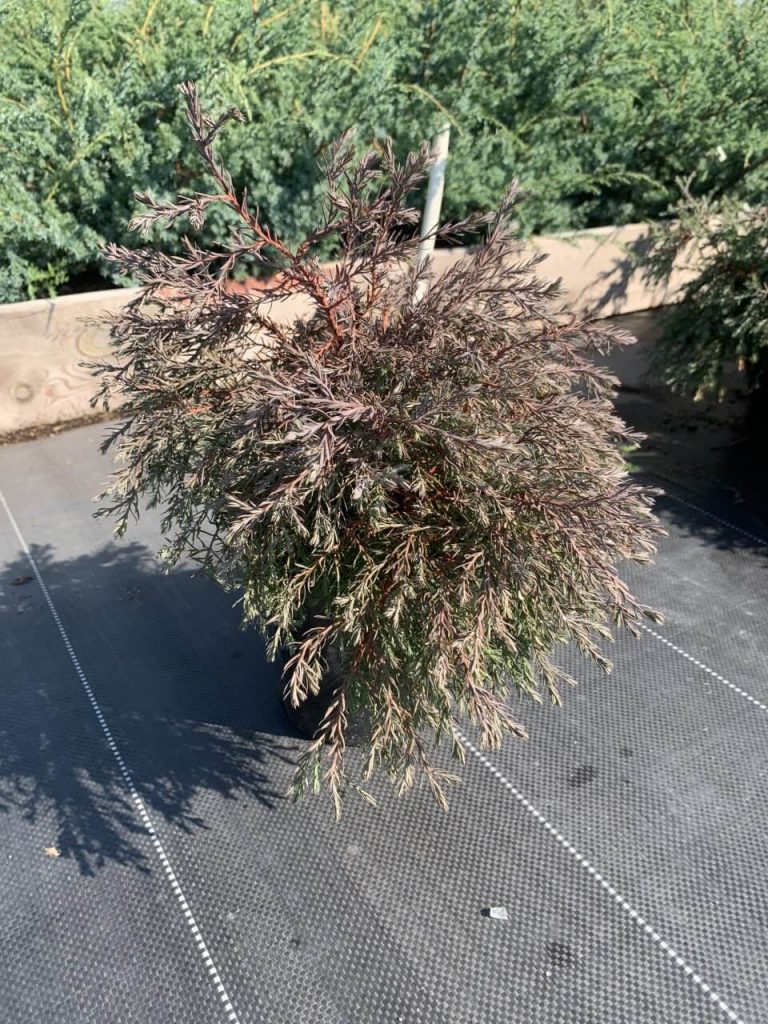 Туя западная 'Эрикоидес' ('Вересковидная') – Thuja occidentalis 'Ericoides'