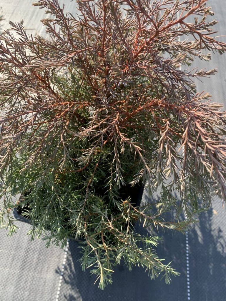 Туя западная 'Эрикоидес' ('Вересковидная') – Thuja occidentalis 'Ericoides'