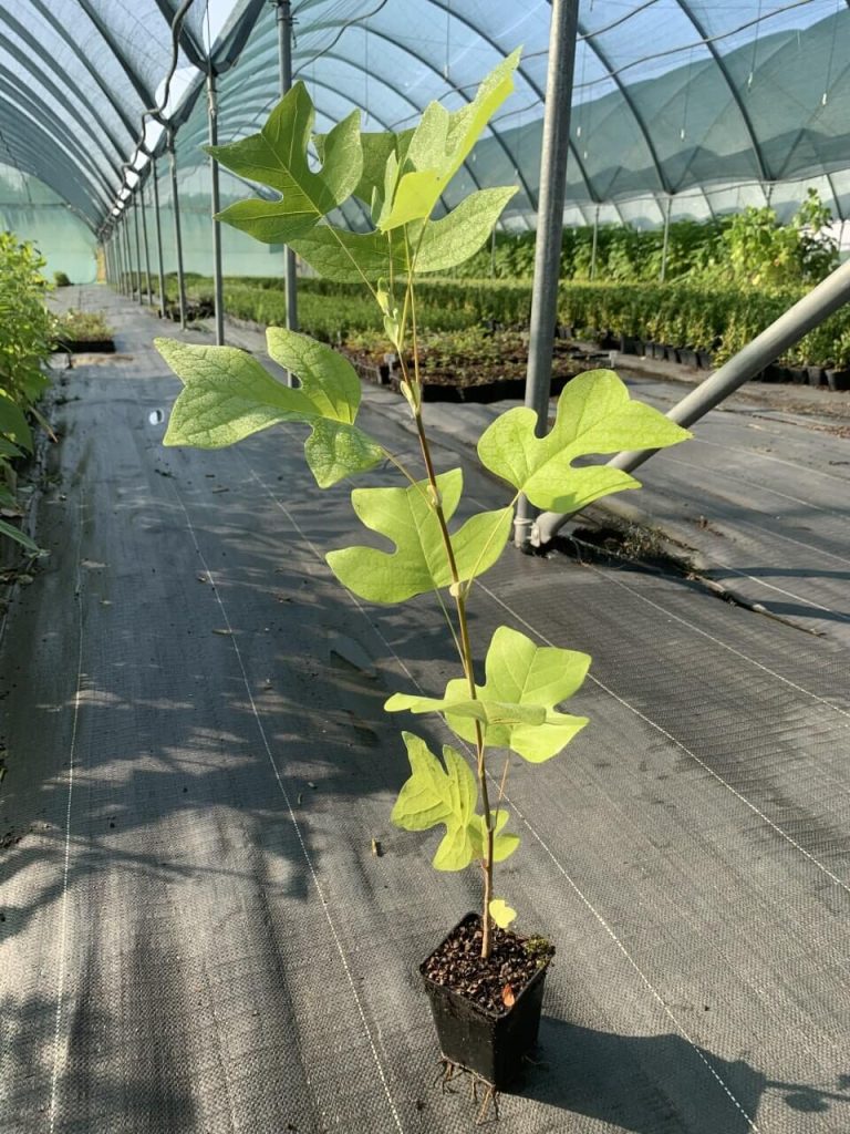 Лириодендрон тюльпановый (тюльпанное дерево) – Liriodendron tulipifera