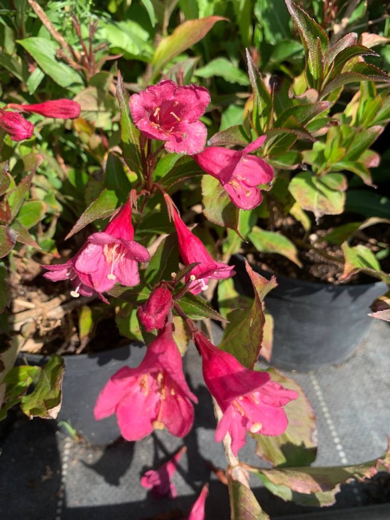 Вейгела цветущая 'Виктория' – Weigela flor. 'Victoria'