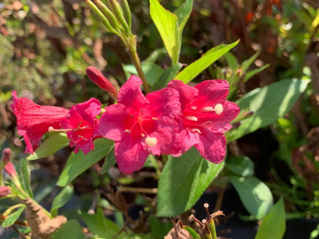 Вейгела 'Ньюпорт Ред' – Weigela 'Newport Red'