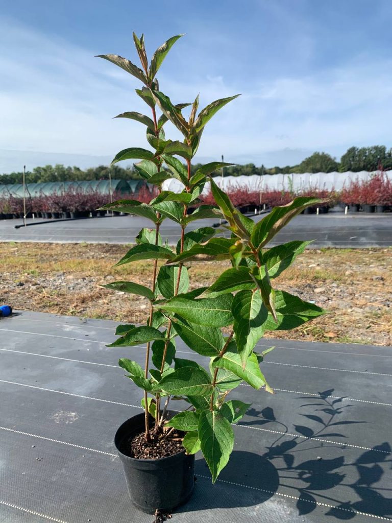 Вейгела 'Ньюпорт Ред' – Weigela 'Newport Red'